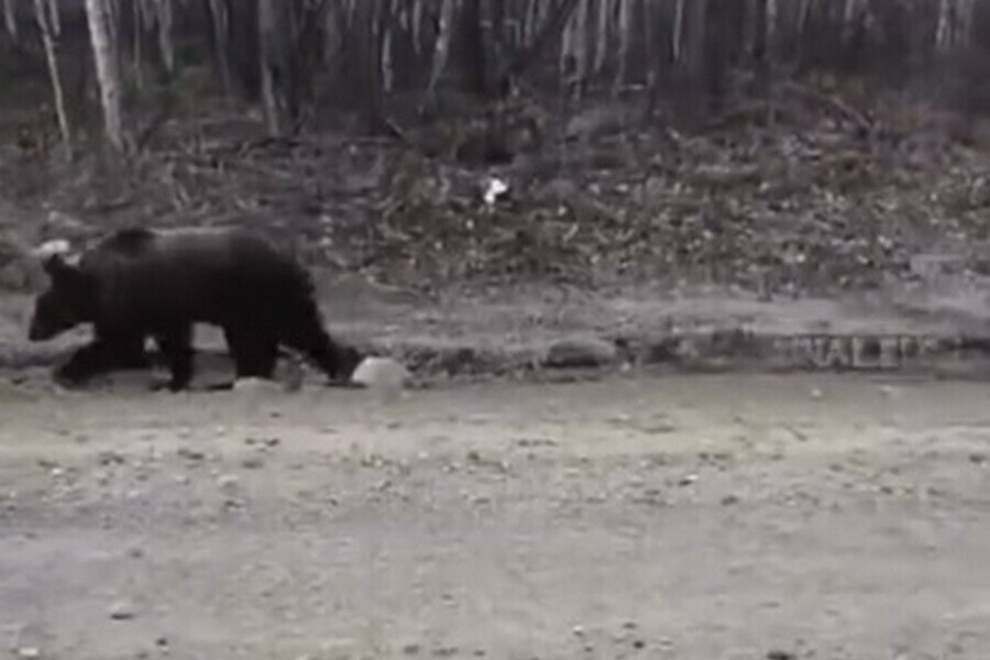 Появилось видео как на севере Приамурья медведь вышел к людям видео