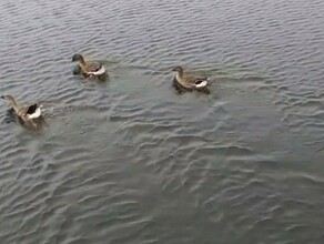 В Приамурье весенняя охота на гуся закончилась а раненые птицы остались видео