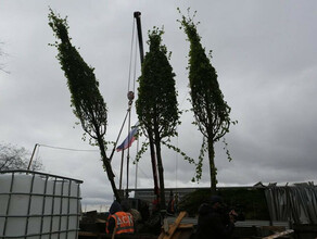 Семиметровые деревья привезенные из Германии посадят ко Дню города в Благовещенске фото