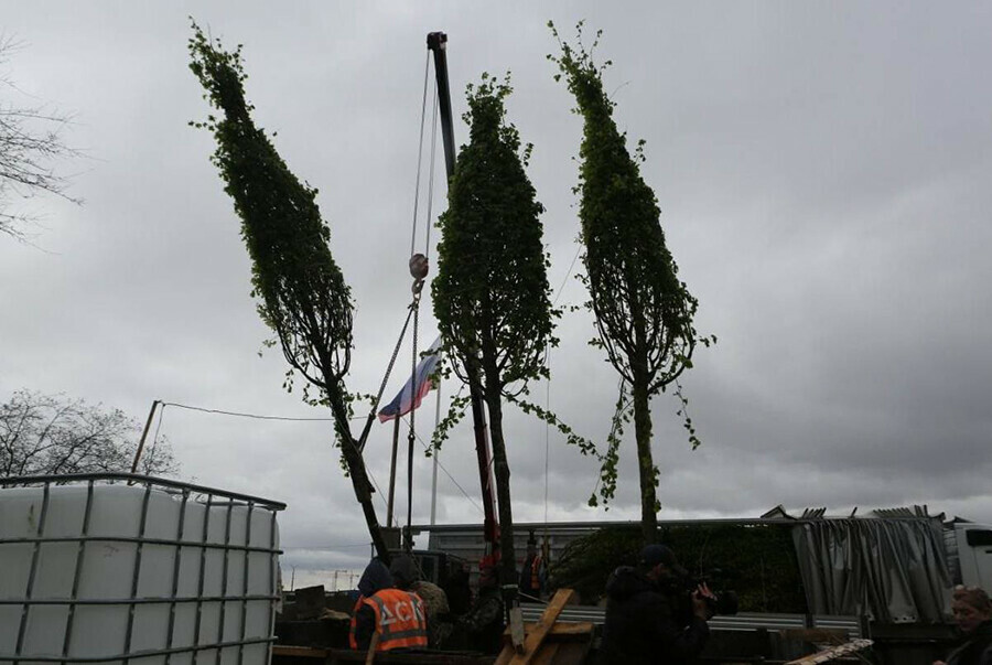 Семиметровые деревья привезенные из Германии посадят ко Дню города в Благовещенске фото
