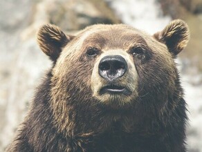 В Амурской области начали хозяйничать проснувшиеся медведи На жд станции хищник выбил окно и взломал дверь