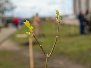 Благовещенцы поучаствовали в акции Сад памяти фото