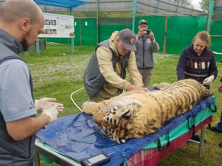 Тигрица Санда начала свой путь в Амурскую область фото