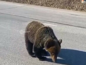 На дороге в Приамурье люди подпустили к себе близко медведя и накормили его бутербродом с сыром и колбасой видео