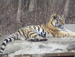 Тигрицу Санду выпустили в Амурской области