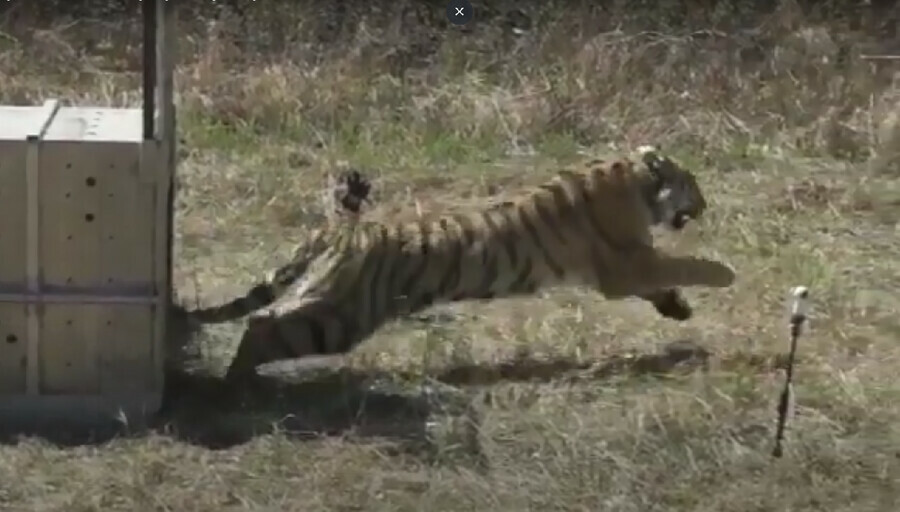 Грациозно убежала в лес появилось видео с выпуска тигрицы Санды в Приамурье