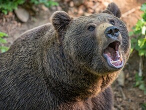Жертвой раненого медведя стал житель Хабаровского края
