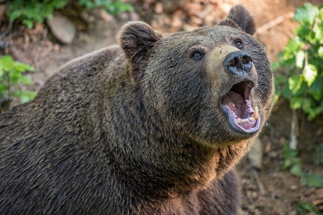 Жертвой раненого медведя стал житель Хабаровского края