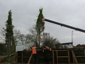 В благовещенской администрации объяснили почему для центра города выбрали именно липы из Германии