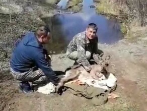 В Магдагачи дикая козочка забралась в огород видео