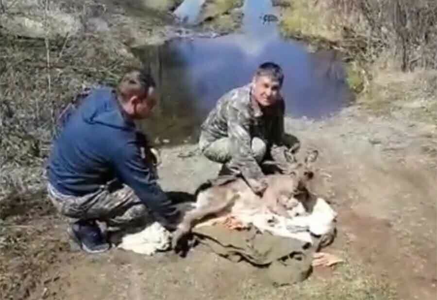 В Магдагачи дикая козочка забралась в огород видео