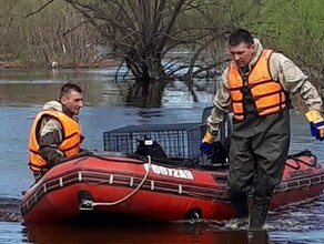 Изза подтопления в селе Игнатьево собирались эвакуировать собачий приют фото