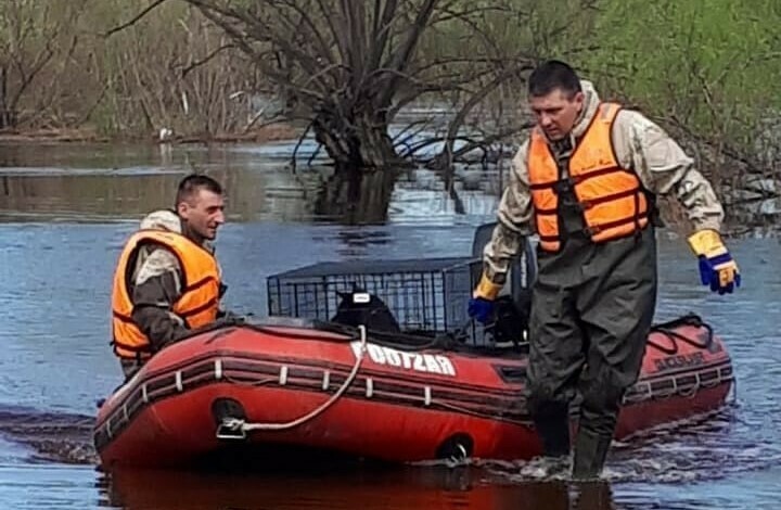 Изза подтопления в селе Игнатьево собирались эвакуировать собачий приют фото