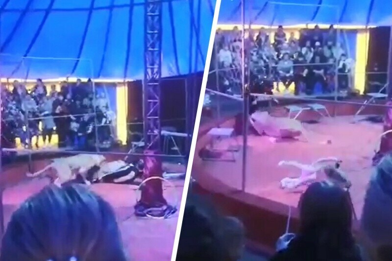 В Новосибирской области в цирке львица порвала дрессировщика видео