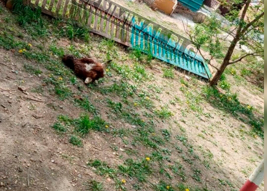 В Благовещенске на детской площадке нашли отрубленную голову коровы
