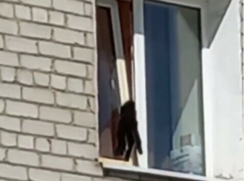 В Белогорске кот застрял в окне ему оказали помощь прохожие Чем это происшествие может грозить животному видео
