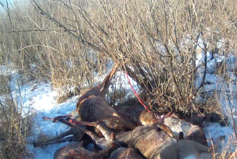 Условный срок получили амурские браконьеры за убийство 8 косуль на особо охраняемой территории видео