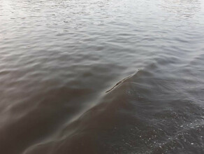  Уровень воды в реках Амурской области держится на высоте  обзор гидрологических данных на 27 мая 