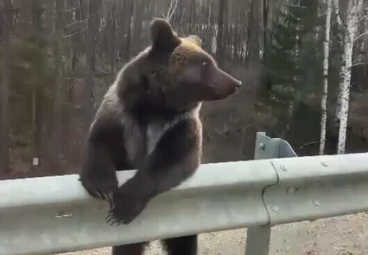 Амурские хомяки в Тындинском районе вновь заметили медведя видео
