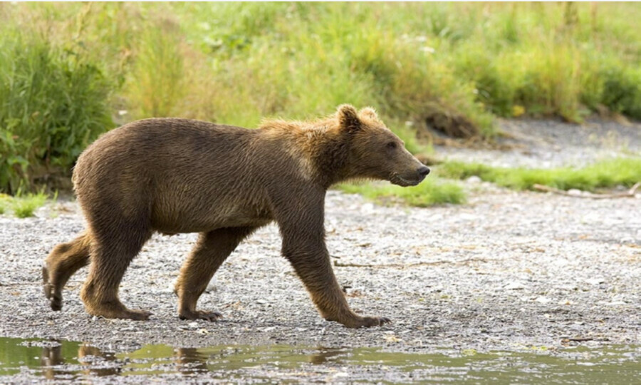 В Благовещенском районе местным жителям дважды встретился медведь