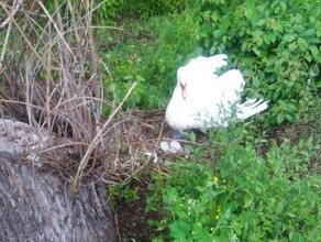 В Ивановке лебеди ждут первое потомство но любопытные амурчане могут помешать фото