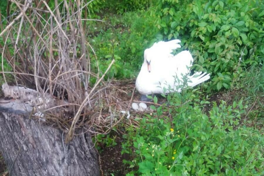 В Ивановке лебеди ждут первое потомство но любопытные амурчане могут помешать фото
