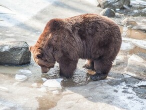 На Сахалине медведь пришел во двор к местным жителям покататься с горки видео