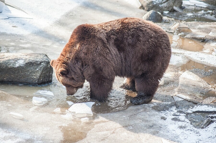 На Сахалине медведь пришел во двор к местным жителям покататься с горки видео