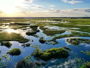 В Приамурье большая вода доставляет проблемы журавлям фото