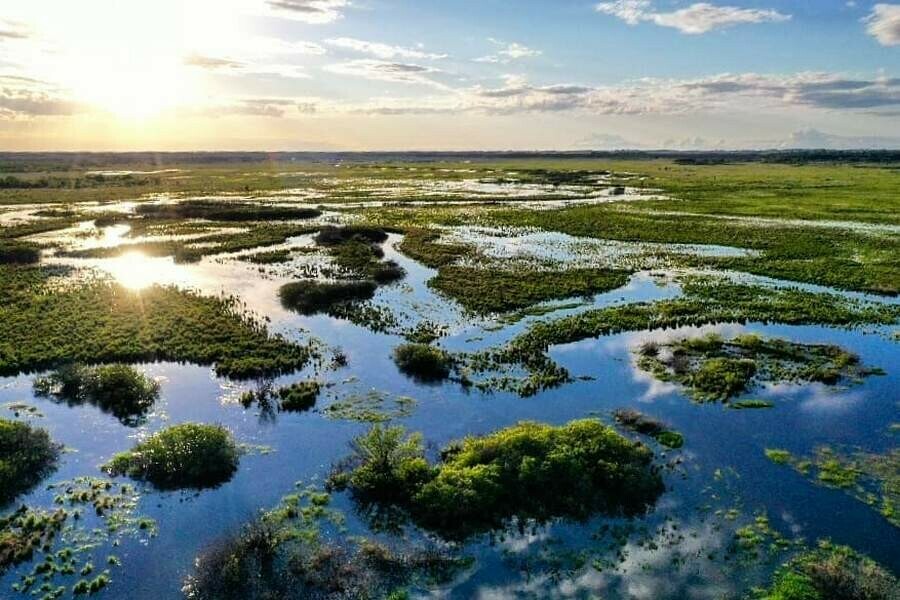 В Приамурье большая вода доставляет проблемы журавлям фото