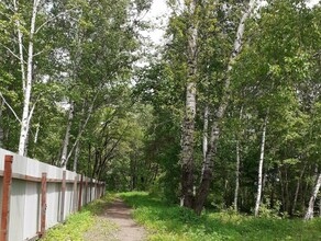 Это преступление Благовещенцы переживают что в городе вырубят березовую рощу