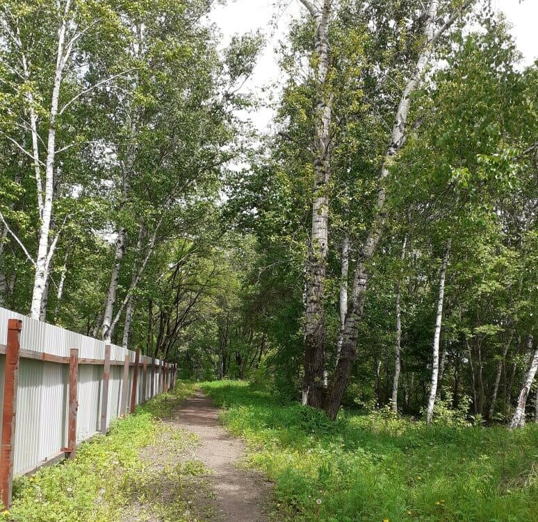 Это преступление Благовещенцы переживают что в городе вырубят березовую рощу