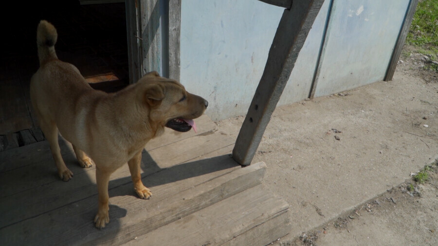 Часто на улице оказываются именно породистые собаки волонтеры просят помощи в содержании животных видео