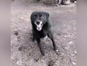 Новый случай бешенства в Приамурье выявили смертельную болезнь у домашней собаки