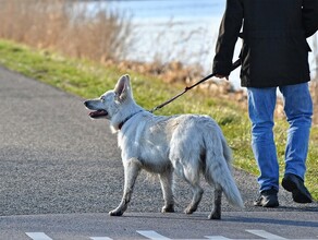 Пьяным и детям до 14 лет хотят запретить выгул домашних животных