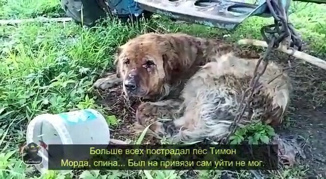 В Амурской области во время пожара хозяева забыли отпустить собаку с цепи видео