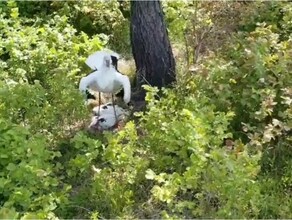 В Амурской области у дальневосточных аистов обвалилось гнездо