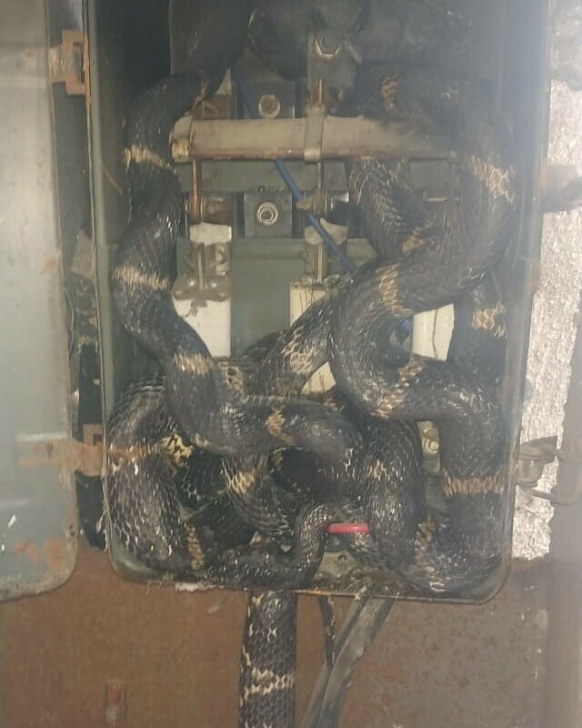 Шокирующая находка в Приморье коммунальщики нашли целое змеиное гнездо в электрощитке