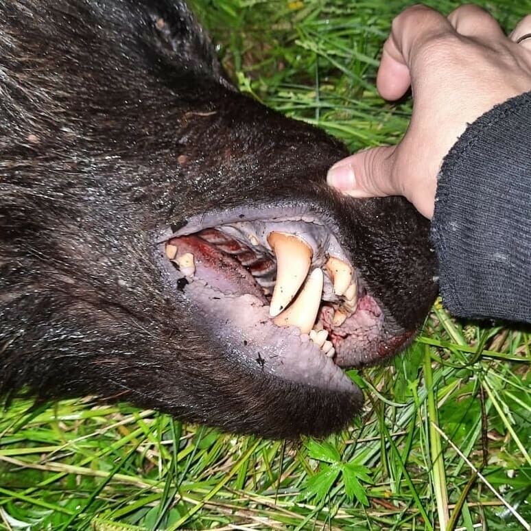 В Тындинском районе застрелили медведя Охотнику пришлось стрелять несколько раз
