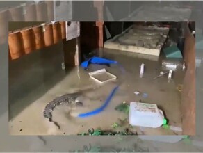 В Ялте затопило крокодиляриум с 200 крокодилами