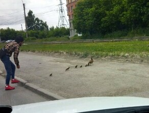 Милота дня таксист помог перейти дорогу утке с утятами