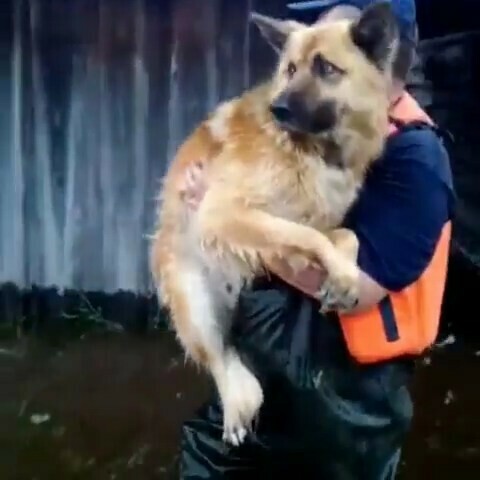 В Магдагачинском районе готовятся принять гребень паводка В Зейском районе спасают животных видео