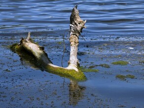 Еще в одном селе Благовещенского района вода подошла к дороге Жители возводят дамбу 