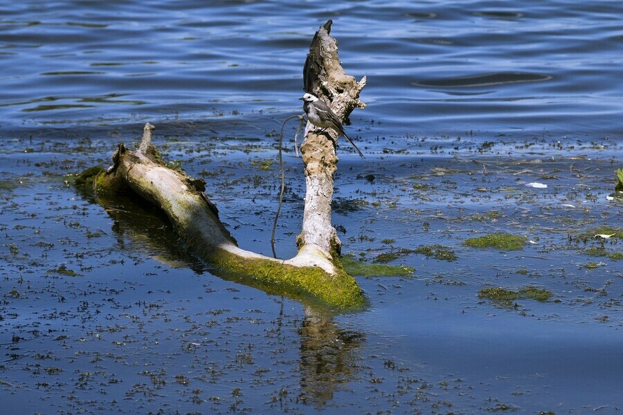 Еще в одном селе Благовещенского района вода подошла к дороге Жители возводят дамбу 