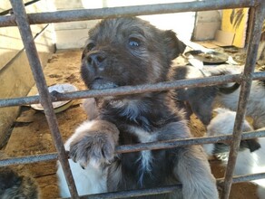 Они смотрели прямо в душу и умоляли Забери меня