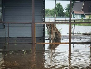 Во Владимировке спасли брошенного сторожевого пса который простоял в воде несколько дней