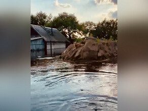 Собаки лают воют В затопленной Владимировке люди бросили своих четвероногих видео