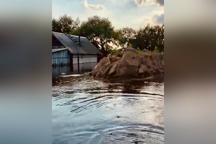 Собаки лают воют В затопленной Владимировке люди бросили своих четвероногих видео