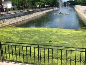 В парке Благовещенска зацвел водоем фото видео