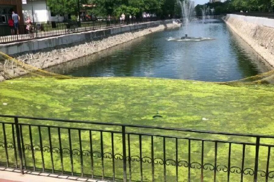 В парке Благовещенска зацвел водоем фото видео